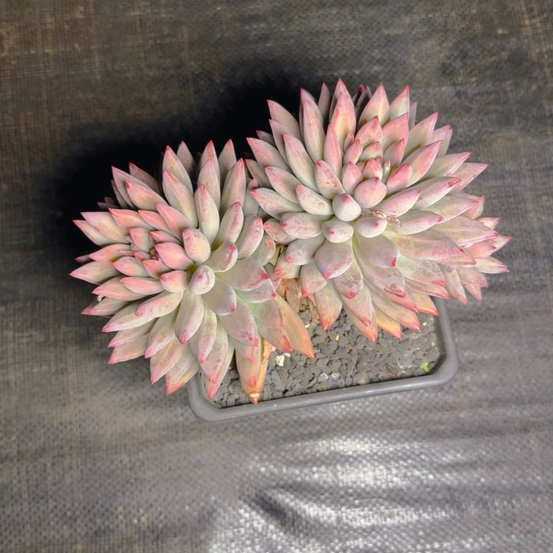 虞美人大双多肉11111111