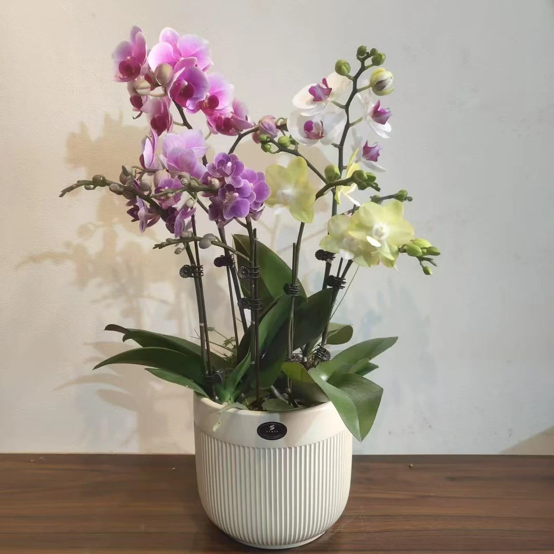 随机四款【全家福】盆栽花卉观花植物室内好养易活四季开花