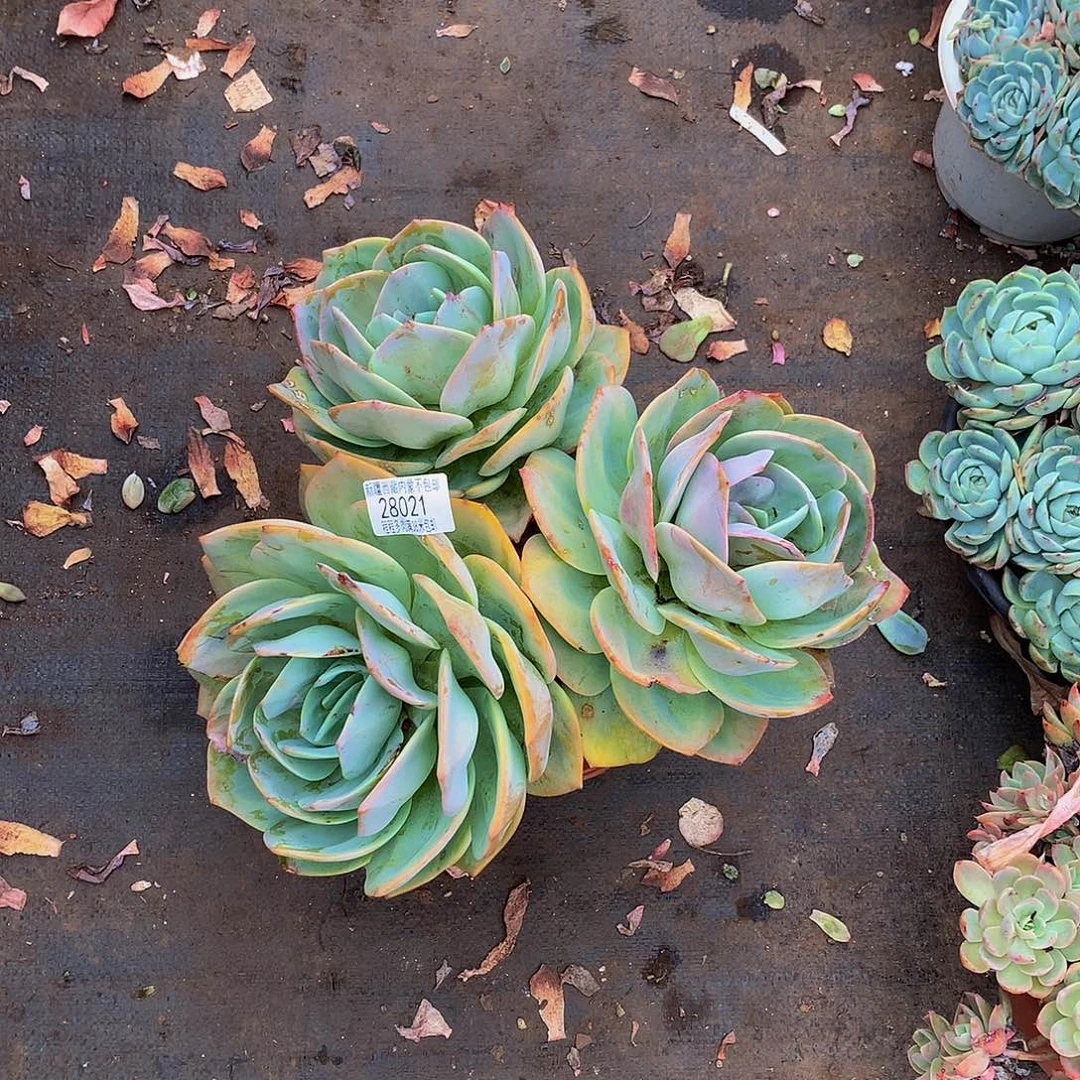 M****活血凤28021多肉多肉