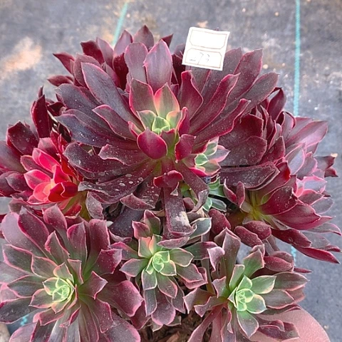 273金丝多肉植物