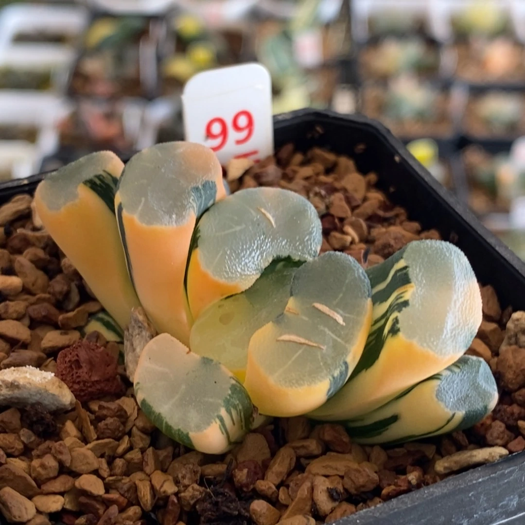 99号大明湖万象锦