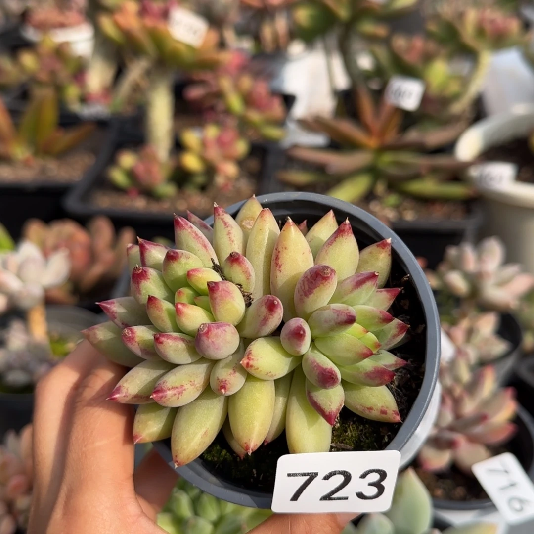 723号一物一拍一物一拍一物一拍