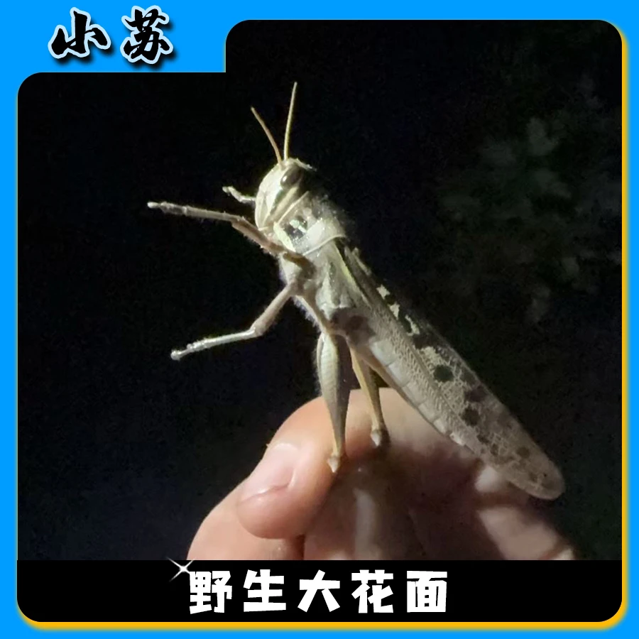 云南野生混合大花面包90成活