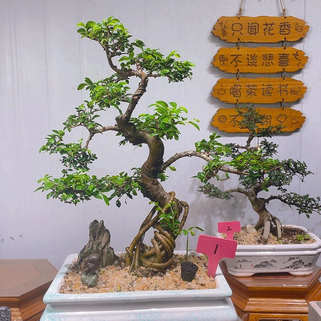 无花朵榆树老桩榆树