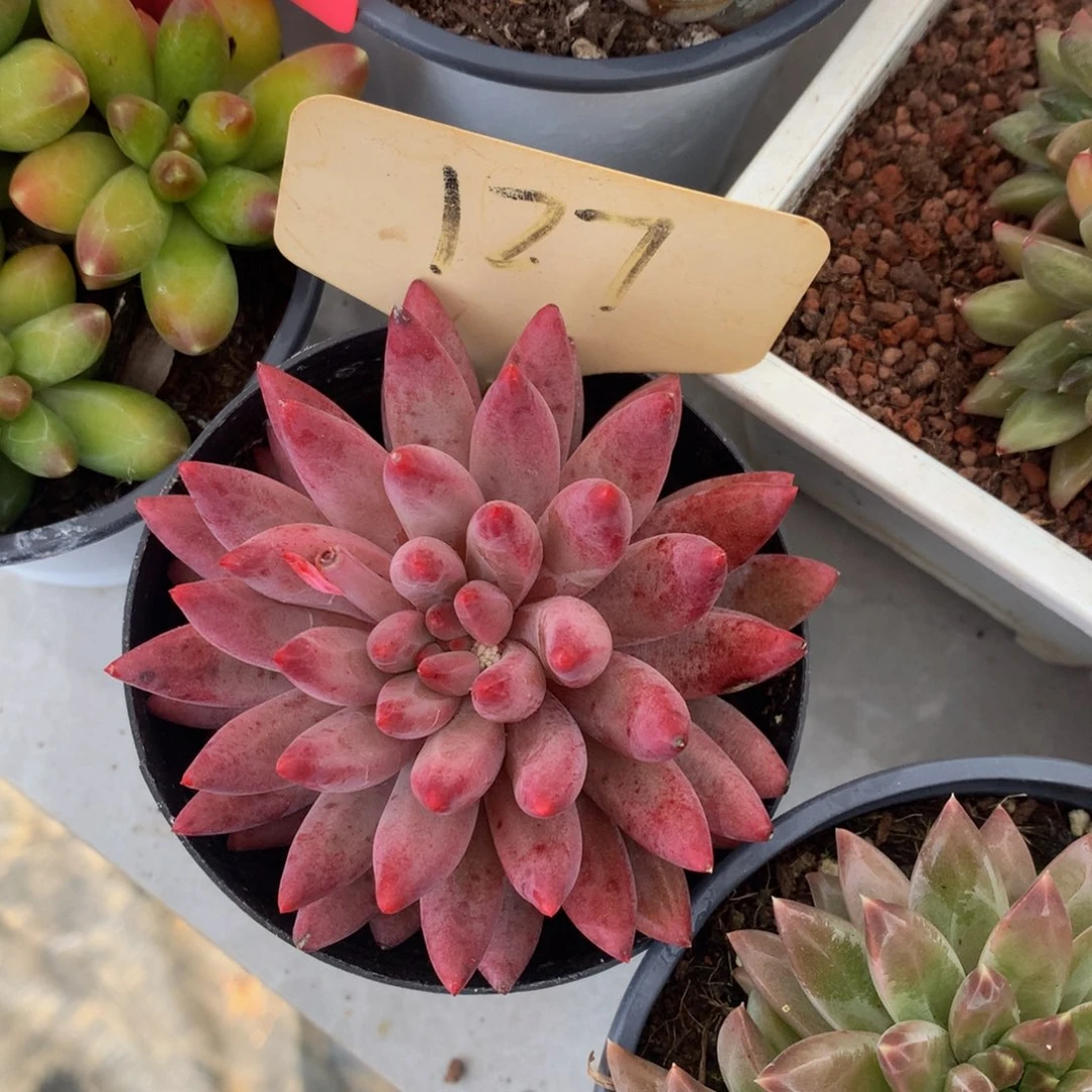 虞美人7272727277227