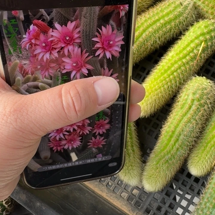 261垂钓金妞特莱森幸福无根侧牙6公分左右