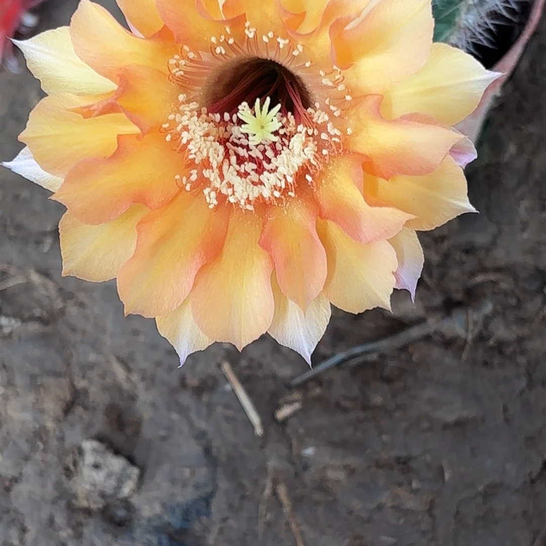 718 实生脱花脱土瑕疵