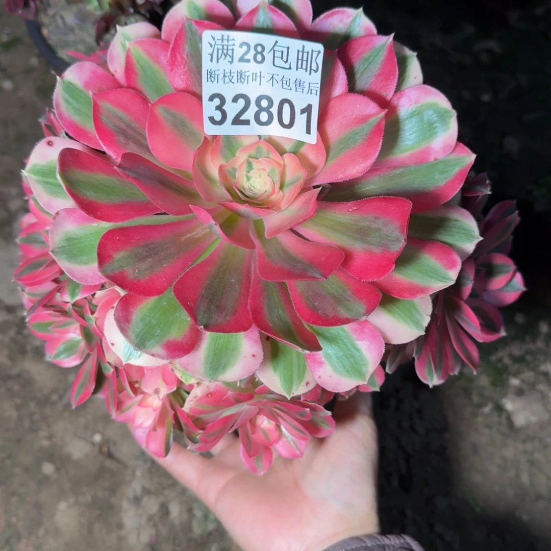 32801女巫杆歪多肉植物