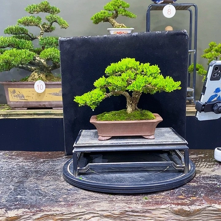 无花朵黄杨盆景四季常青