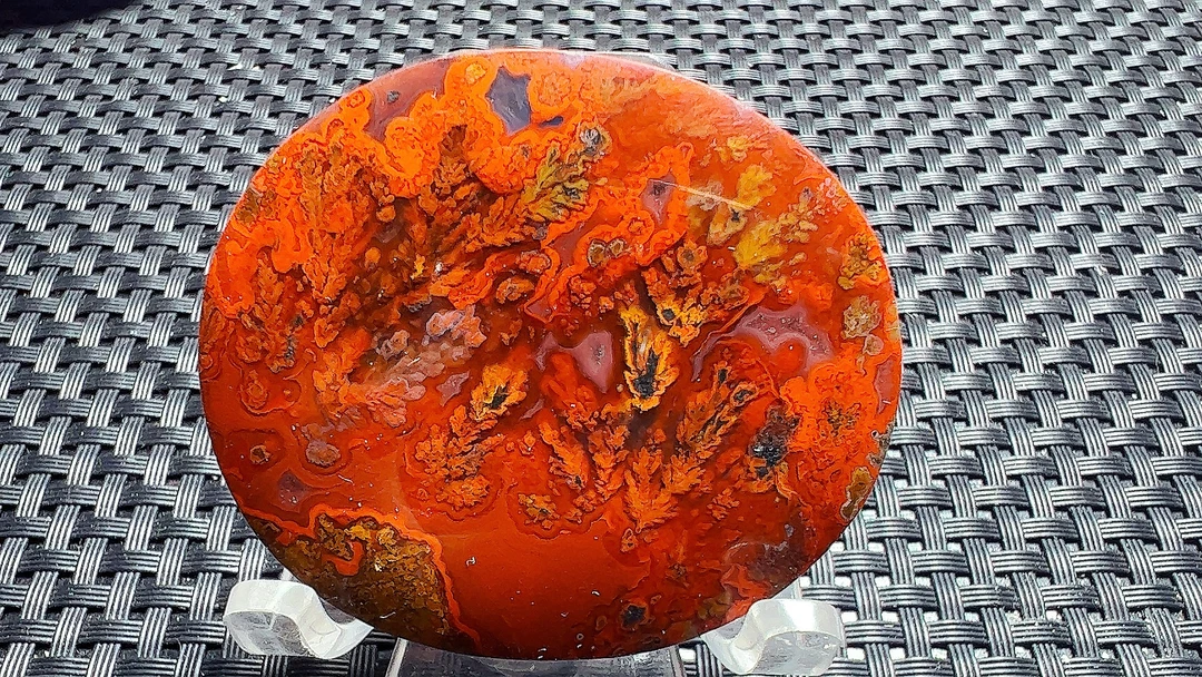 战国红红底红草拍照