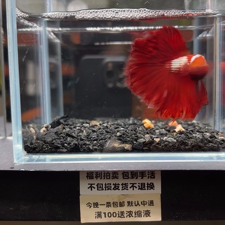 斗鱼竞拍跑单拉黑27号123