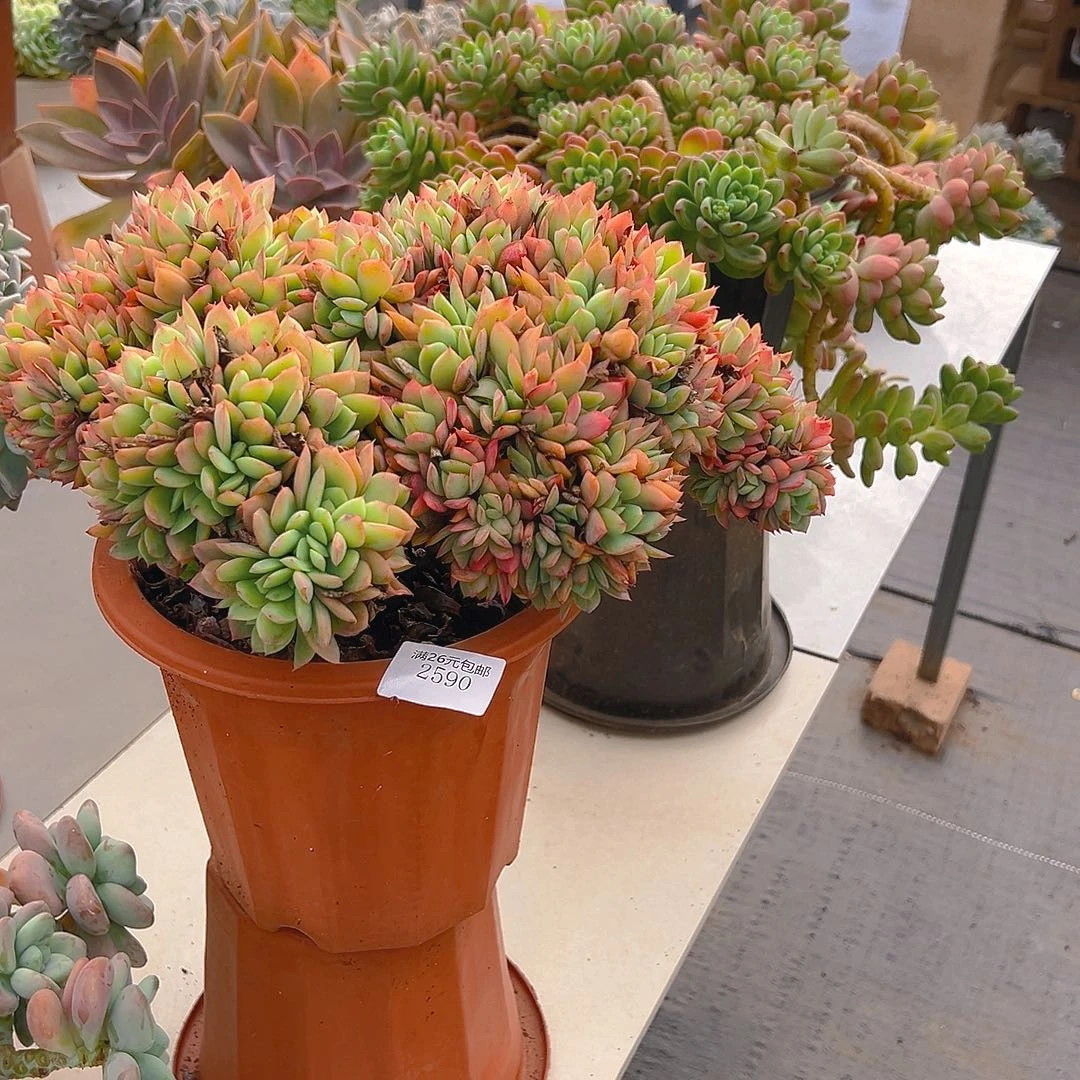 知***乐2590绮罗多肉植物