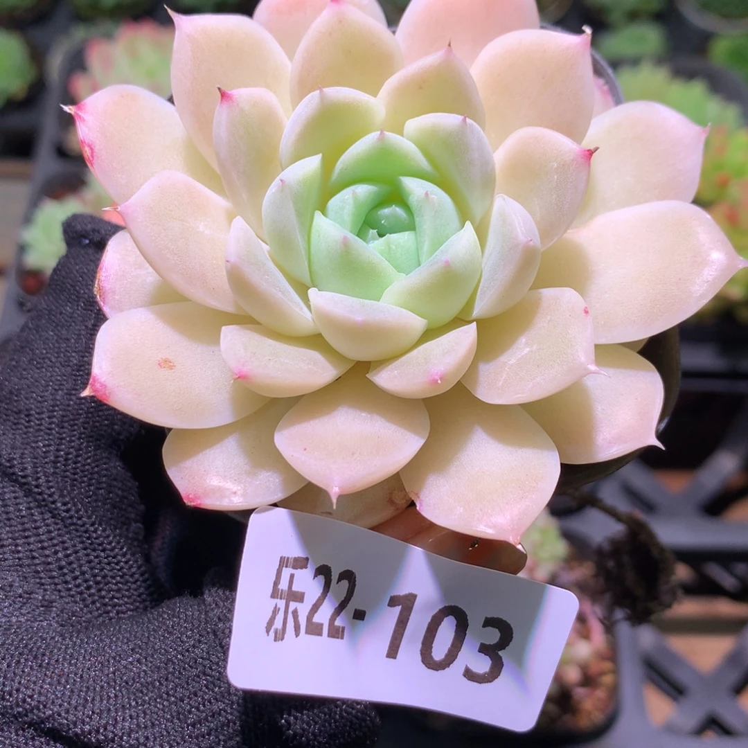 乐然22-103 白冰雪女王