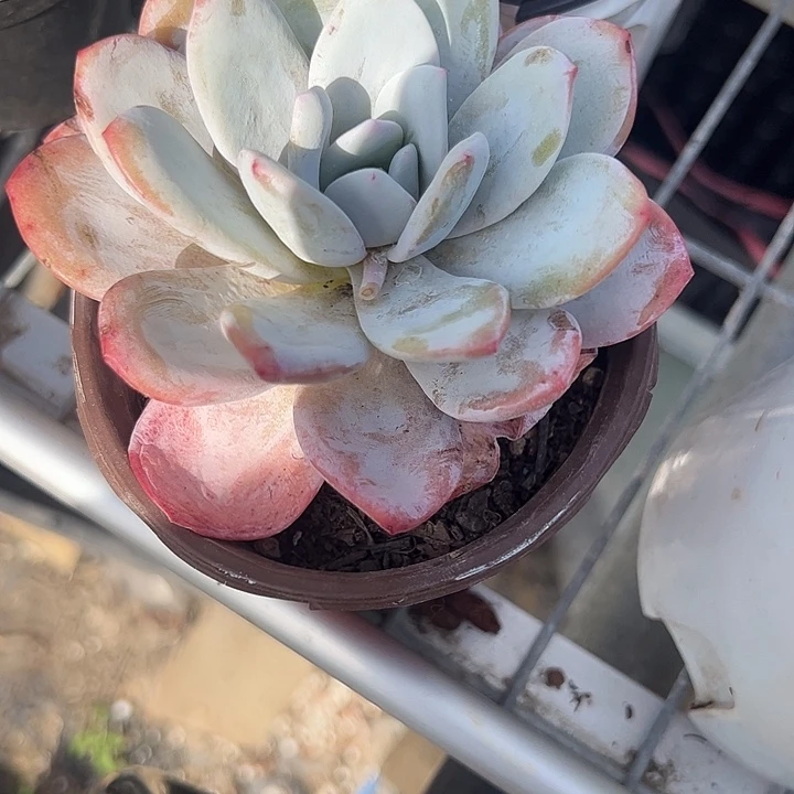 雪莲单头多肉植物