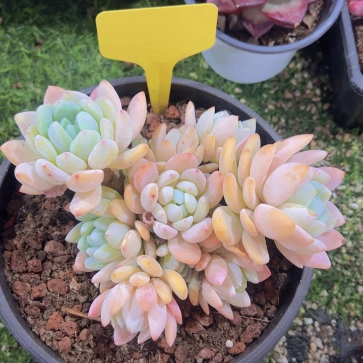 健健康康平平安安