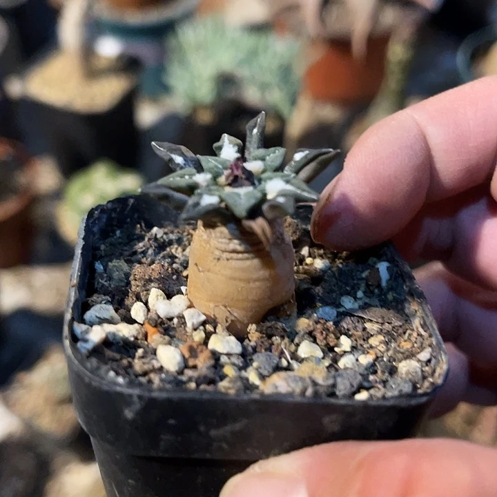 满38包邮2天凑单，脱土晾根发货多肉植物实生黑牡丹