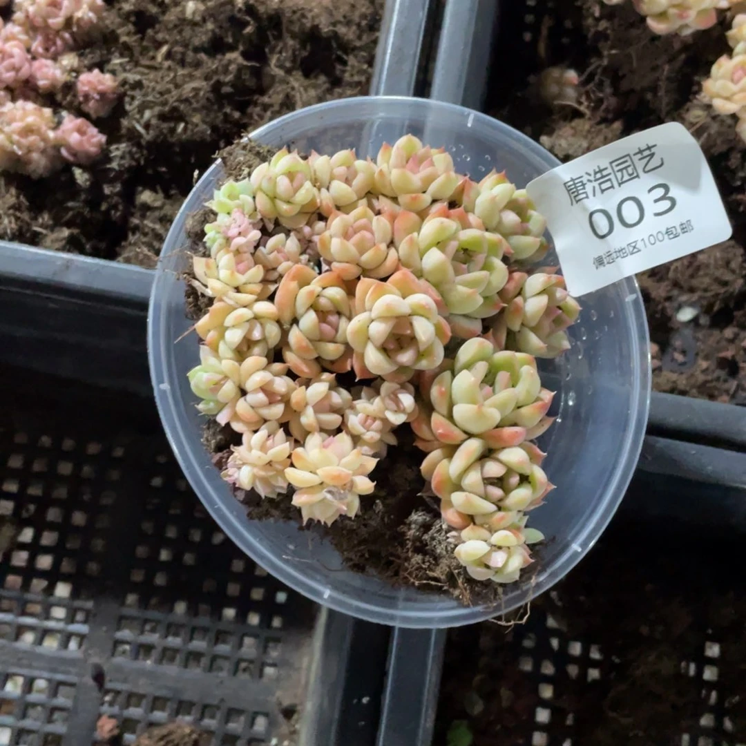 麦秆量拍一份一盒003