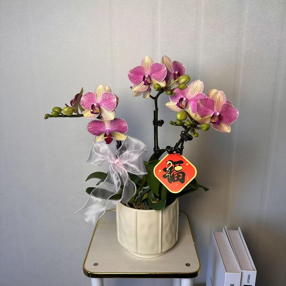 花椿舍【双色鸟】精品蝴蝶兰耐开好养高品质带花带花苞室内高端花