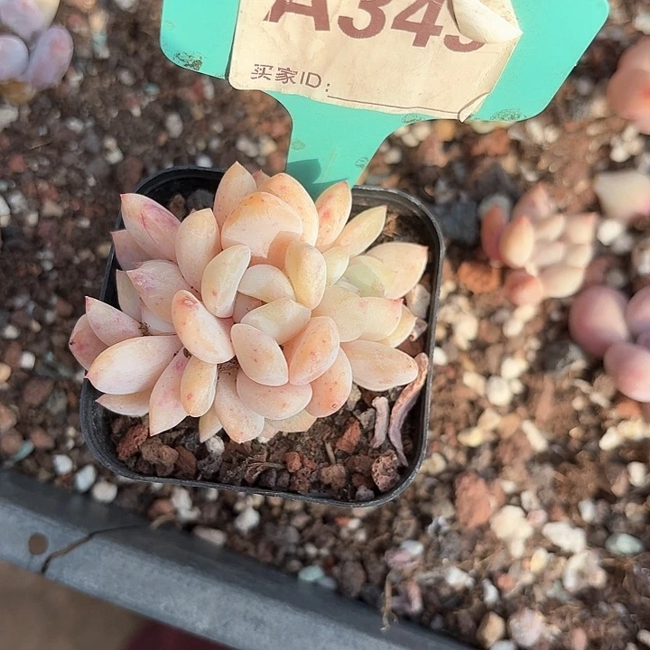 加***糕xv z x c c xc 349