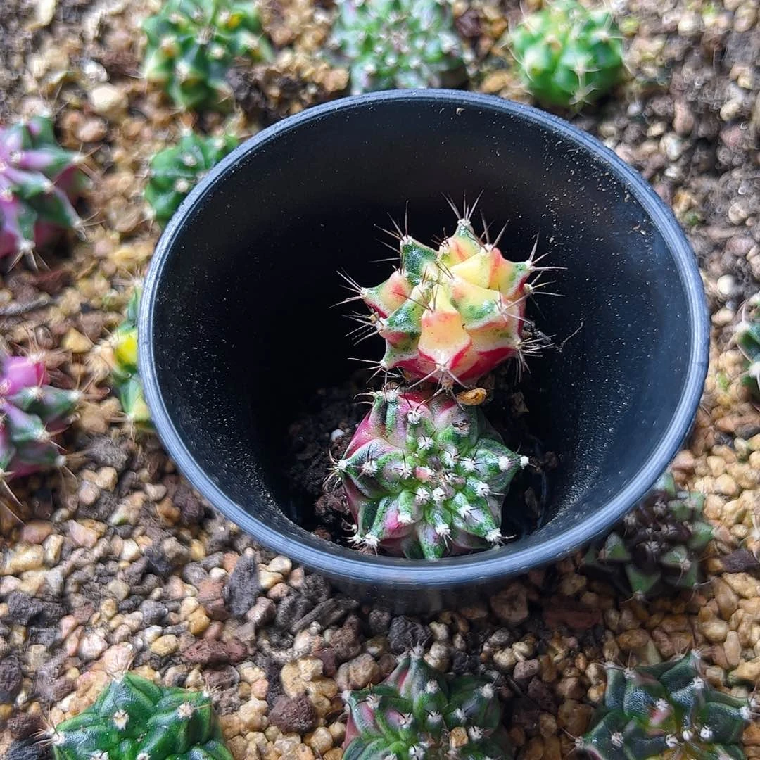 不***爱当前无花栽培后可以开花257