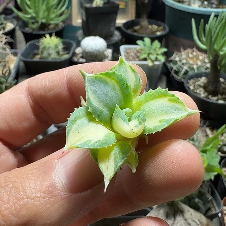 512王妃雷神黄中斑侧芽无根