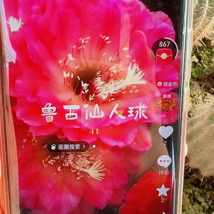 毛花柱  41   15公分左右   瑕疵