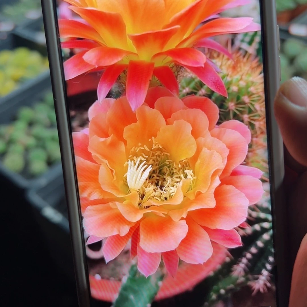 下6毛杏光辉歪侧芽5公分左右20包邮