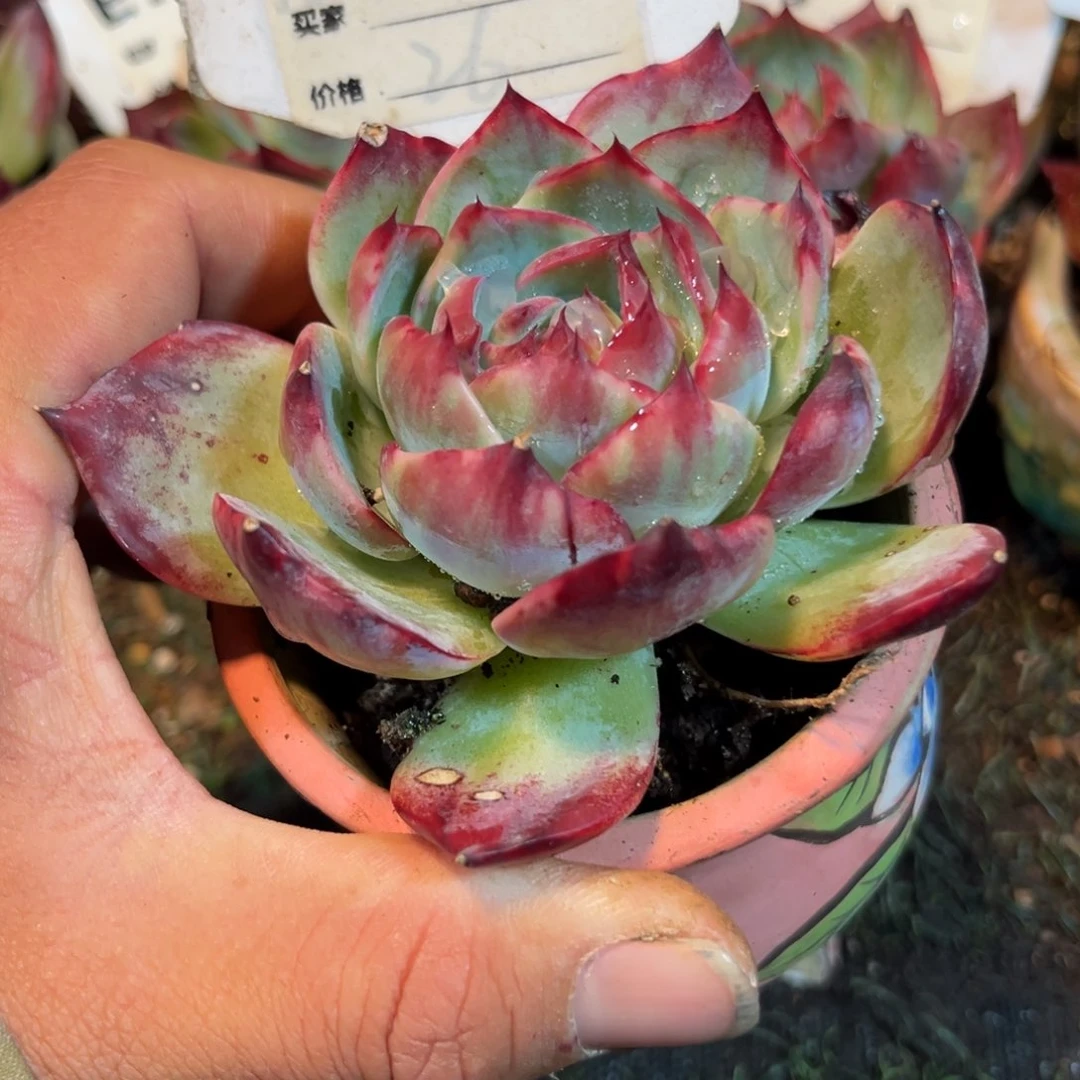 惊鸿一瞥616号多肉