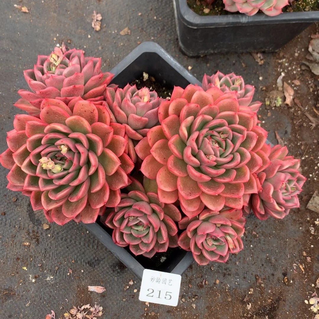 215杂交多肉22冠幅