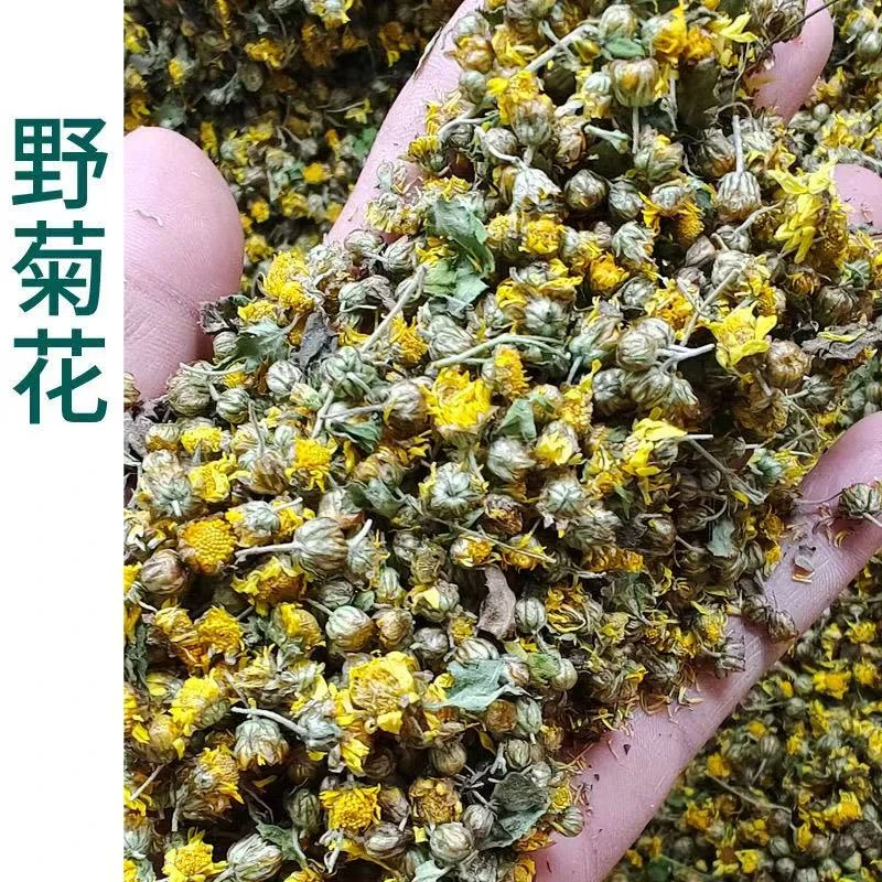 农家深山采摘野菊花、蒲公英