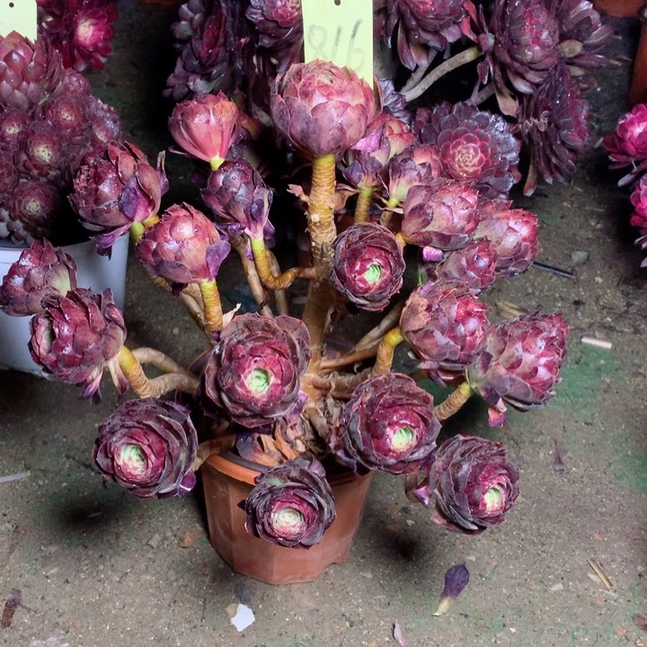 816黑魔多肉一物一拍