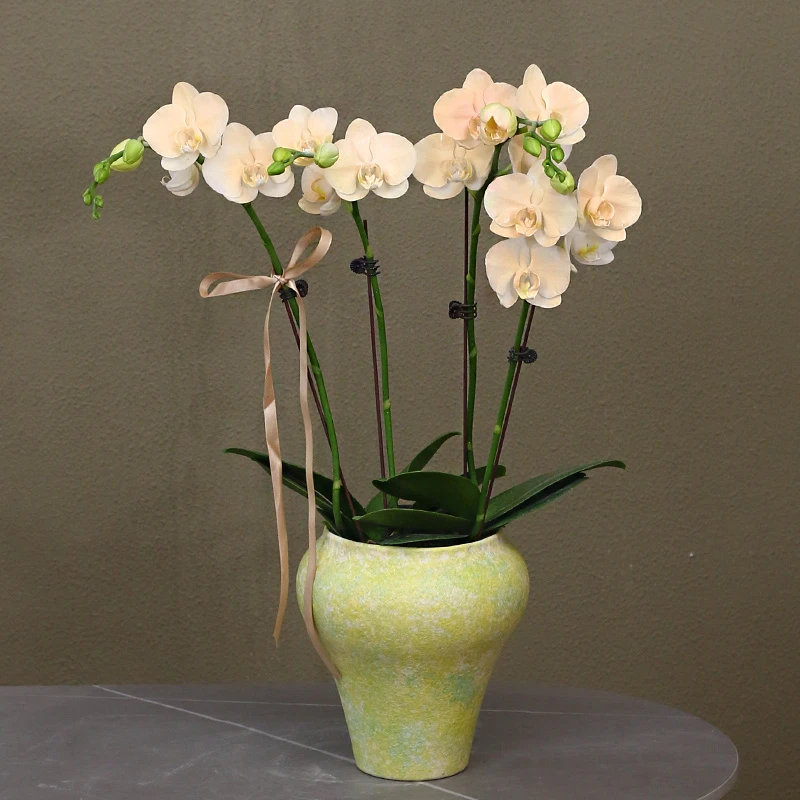 活体喷色蝴蝶兰【奶昔】带花带盆组好伴手礼送礼茶桌客厅美化装饰