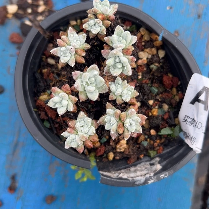 可可爱爱格诺玛～一物一拍315