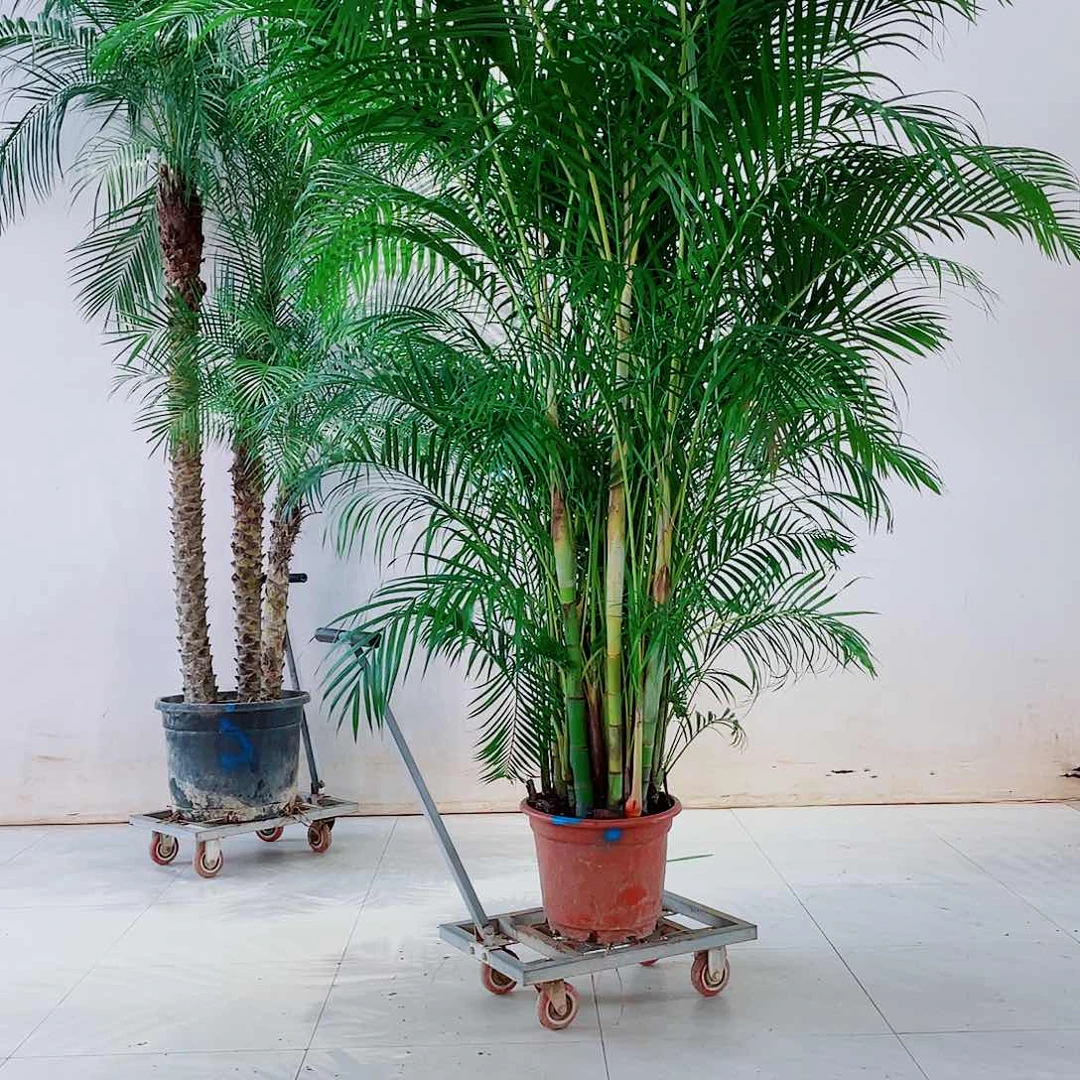 无花朵余****缕999999999