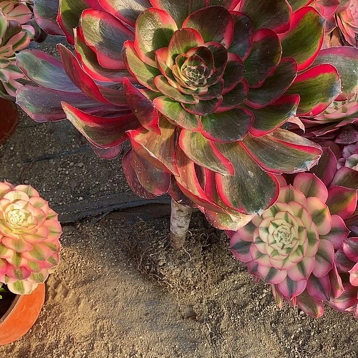 多肉植物巫毒白923多肉