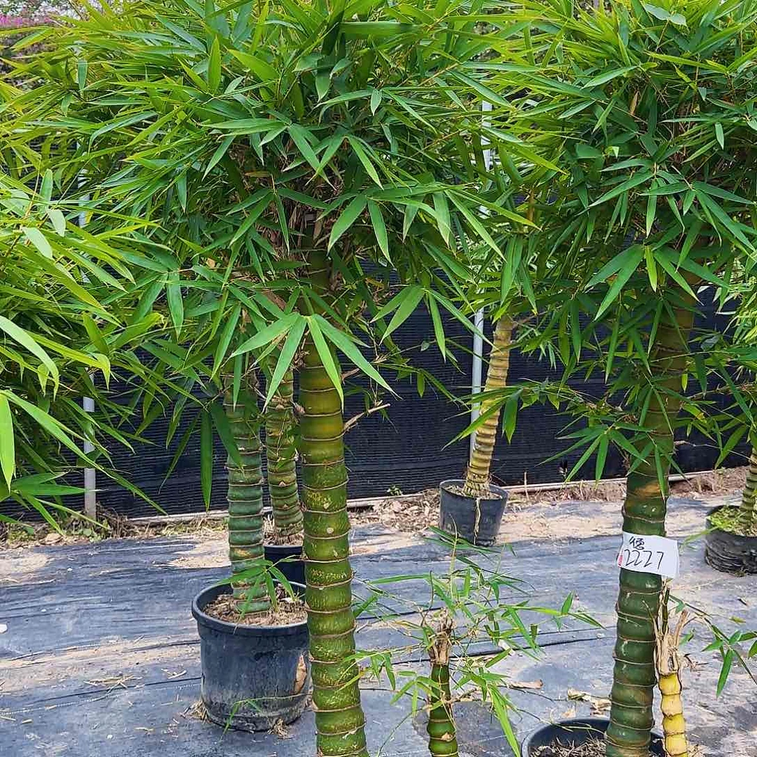 红陶佛肚竹888888