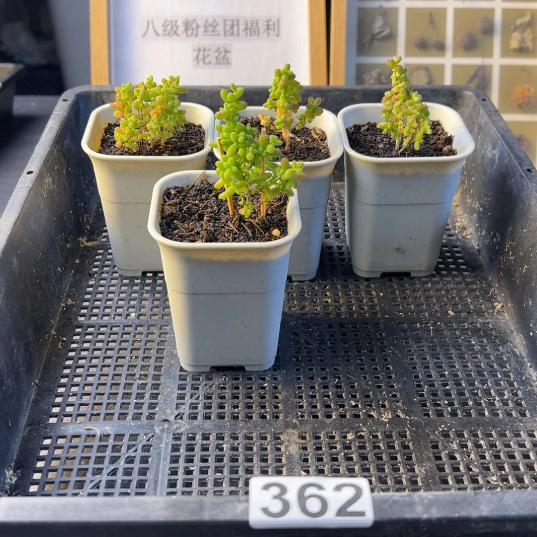 清***香枝干番杏多肉植物362