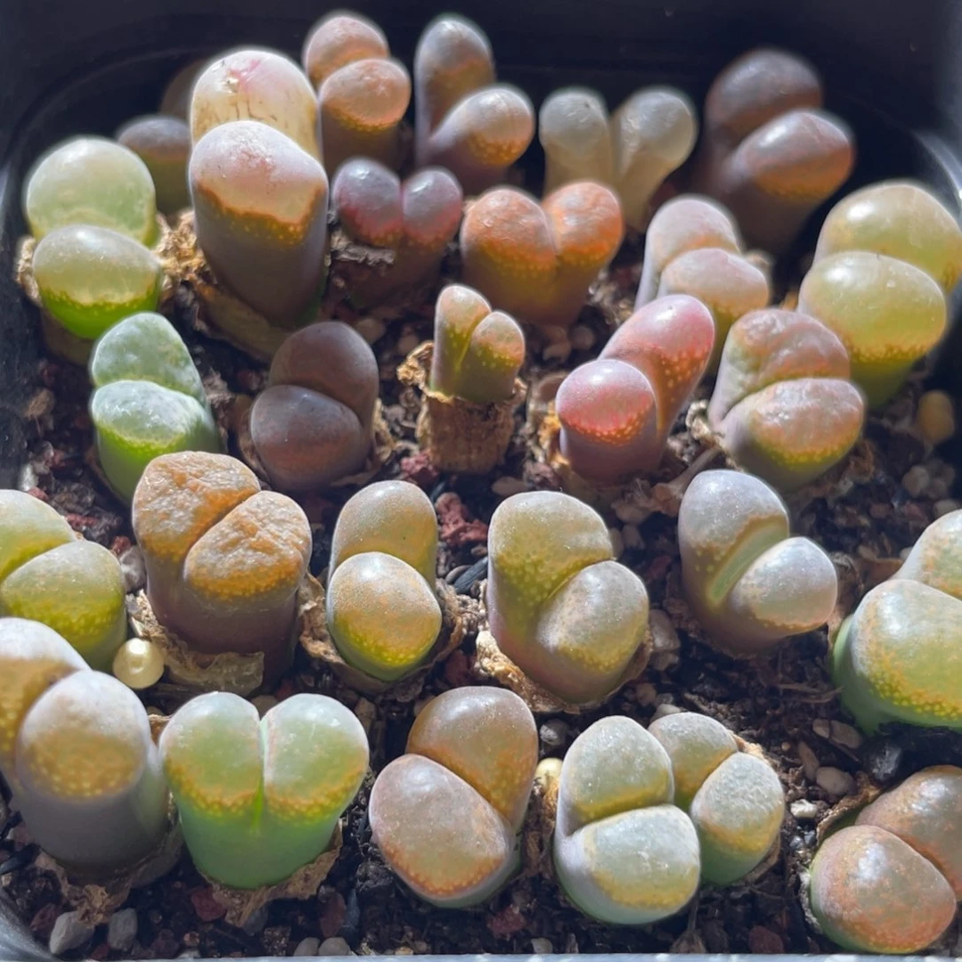 今晚大盆特价更新～27