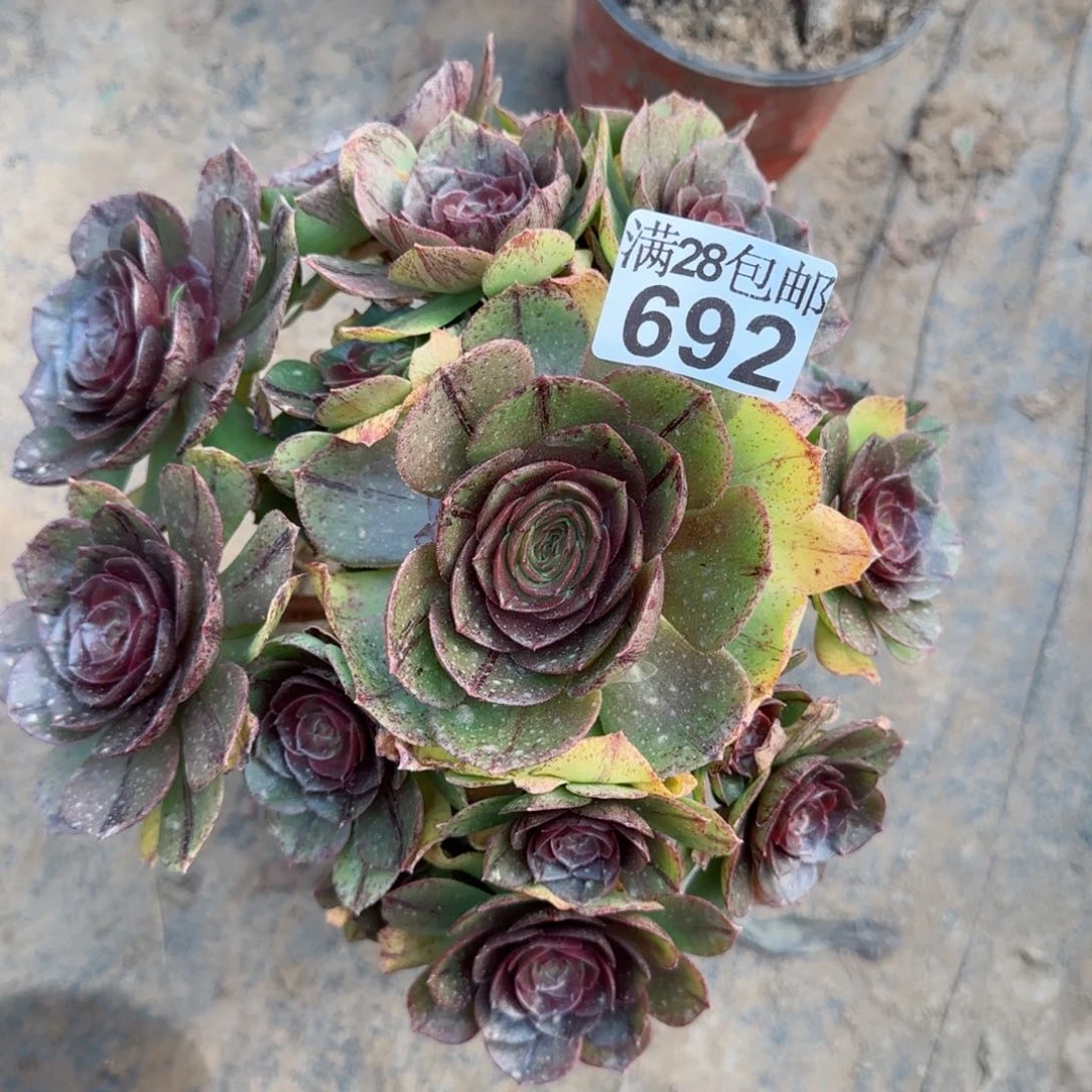万拉丝多肉瑕疵692满28包邮断枝不包