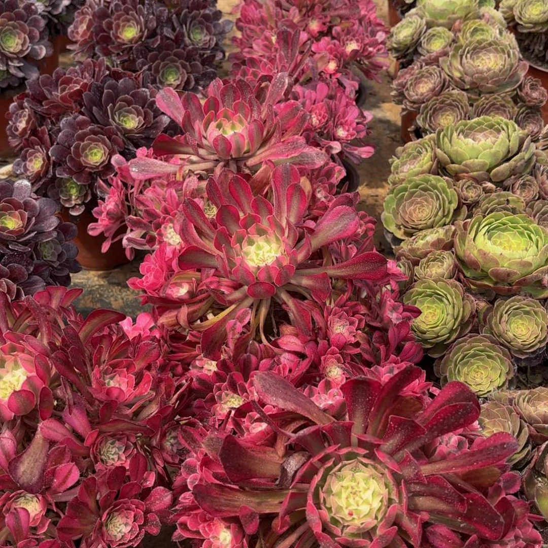 红铜壶超白9.9法师多肉手捧