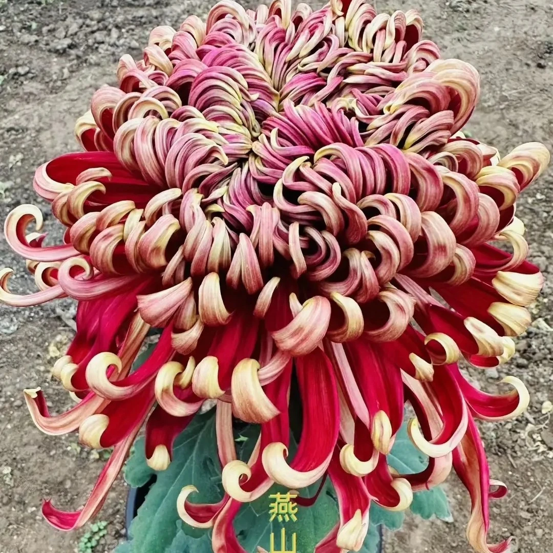 【高品对版】燕山秋韵大菊一棵