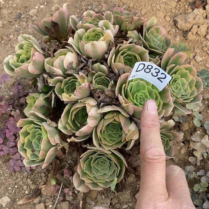 832辛尼亚多肉植物大师
