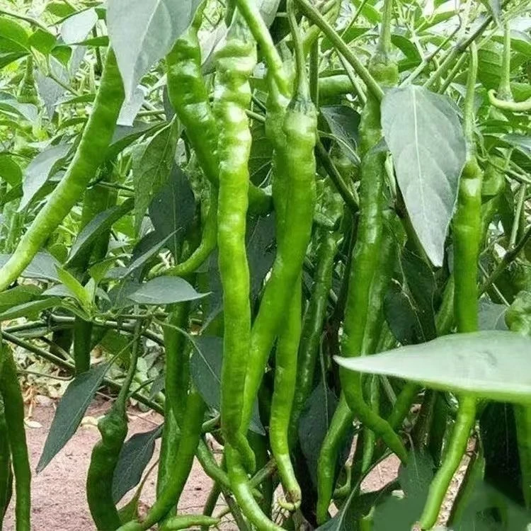 【中通快递】新鲜二荆条线椒农家自种新鲜现摘薄皮香辣型辣椒3斤5斤