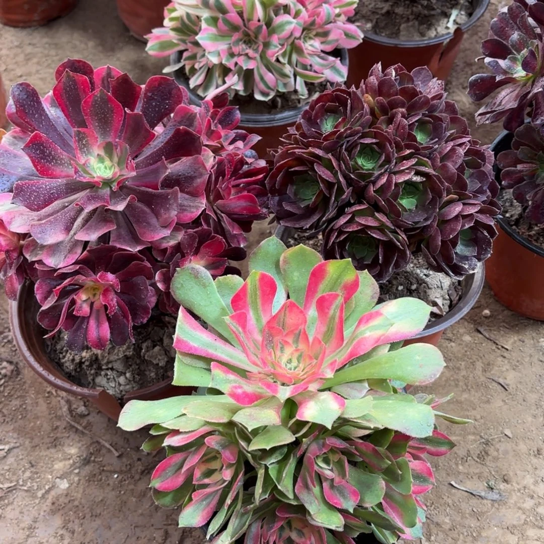 美杜莎香妃黑玫瑰绣球19.8