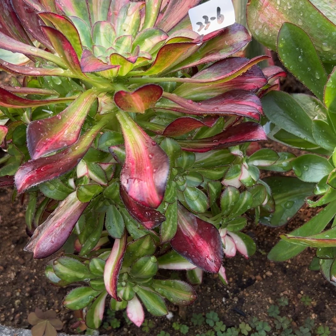 6花蝴蝶多肉多肉多肉