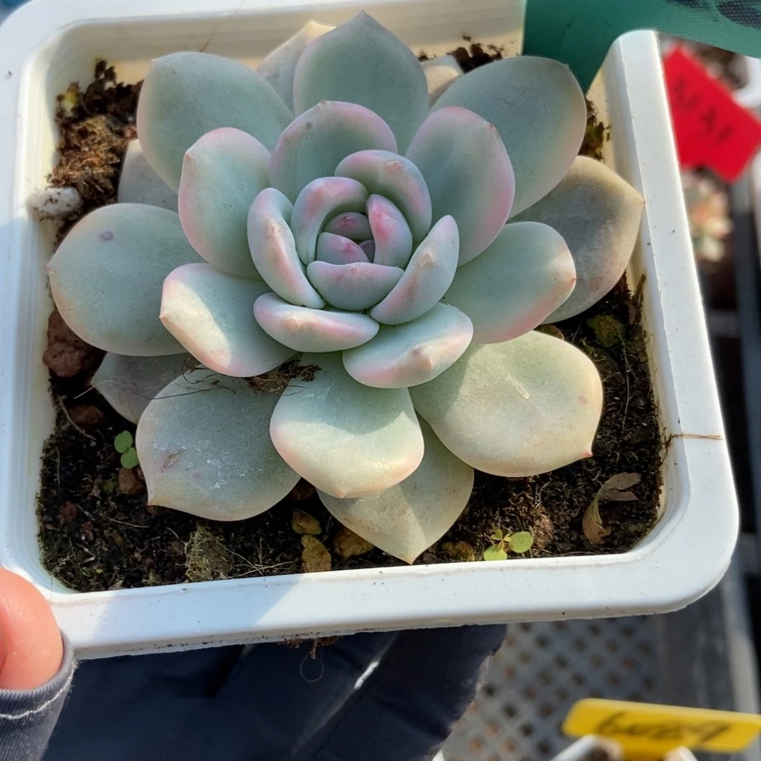 7022梦露锦多肉植物