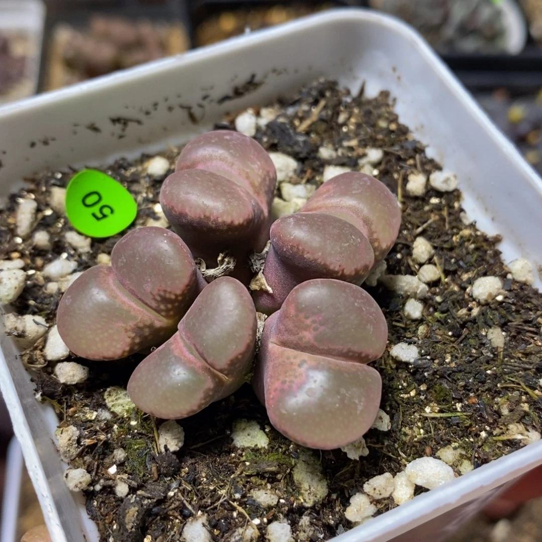 漂漂亮亮多肉植物50