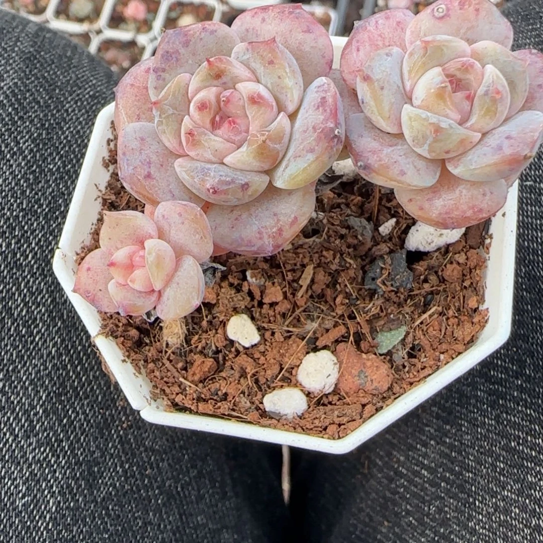 小卡拉米糖心一物一拍