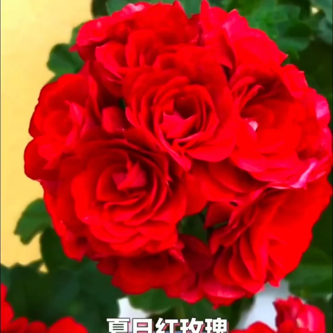 【夏日红玫瑰】垂钓天竺葵中苗带花苞包对版