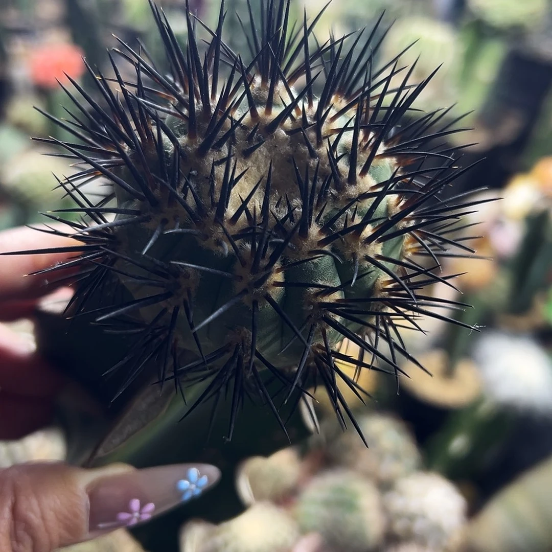 地冠龙仙人球11111111